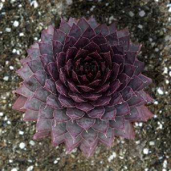 Молодило Sempervivum BigSam™ 'Ruby Star' 